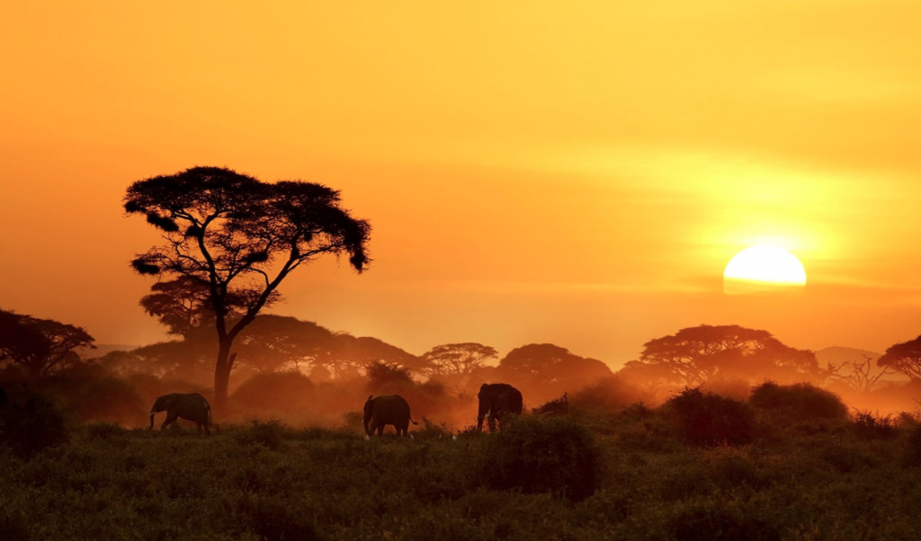 Lion King
