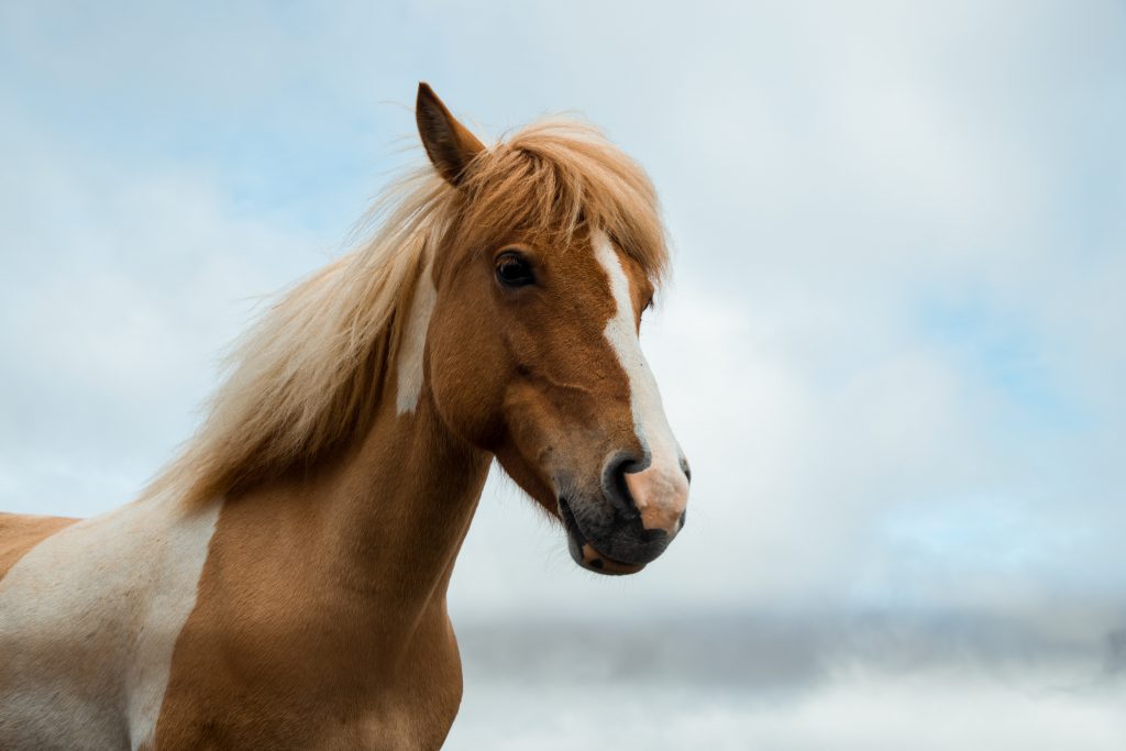 5 Health Benefits of Owning Horses