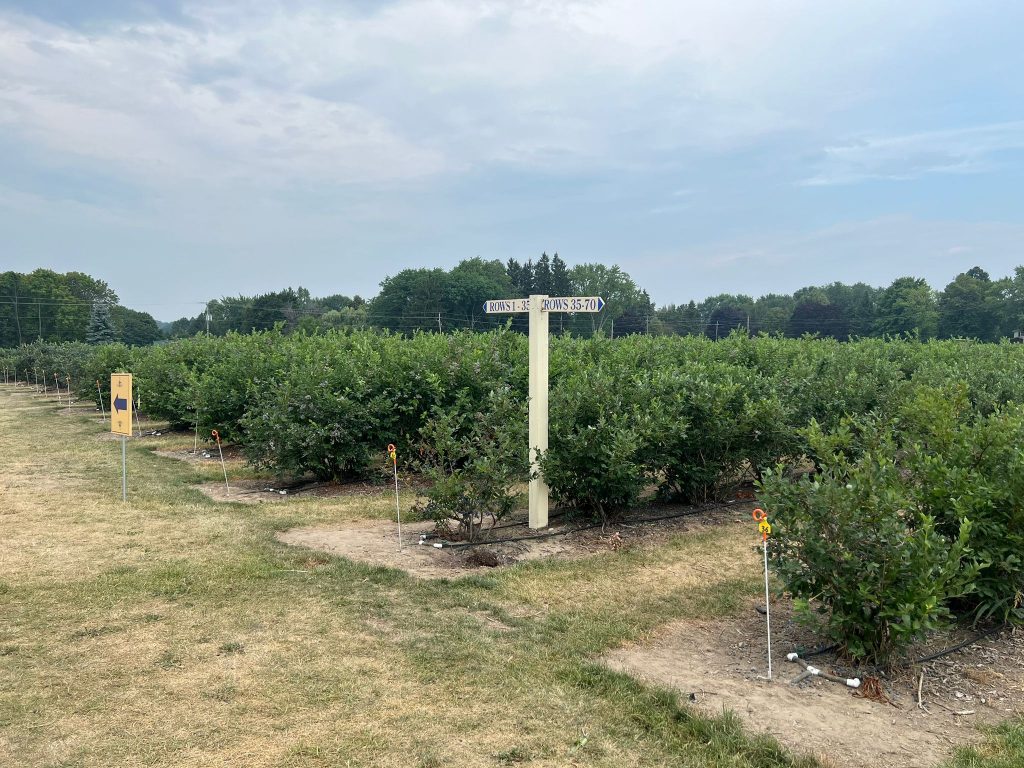 Check out the best farm to pick your own blueberries near Toronto Wilmot Orchards Blueberry Farm and Cafe