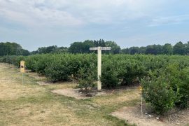 Wilmot Orchards Blueberry Farm and Cafe