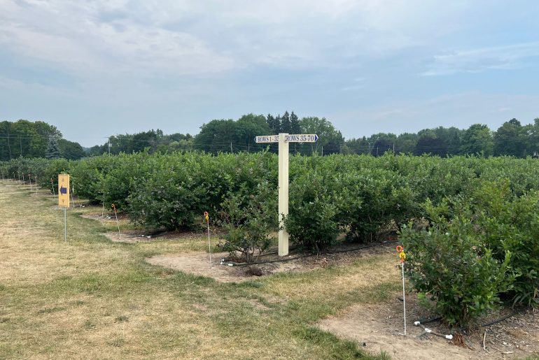 Wilmot Orchards Blueberry Farm and Cafe